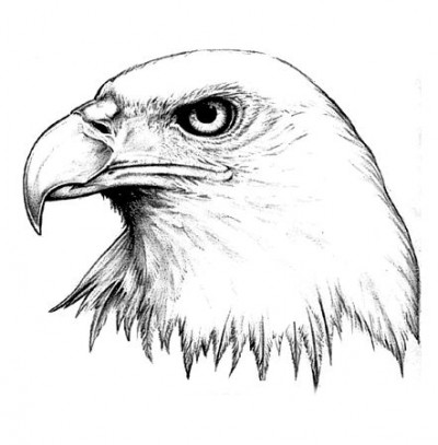 Черно-белый эскиз татушки орла