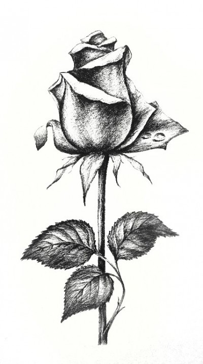 Эскиз тату в виде розы